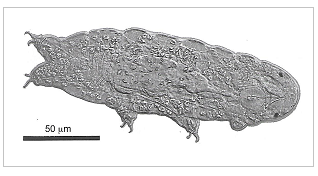 Tardigrade. image : S. Galas