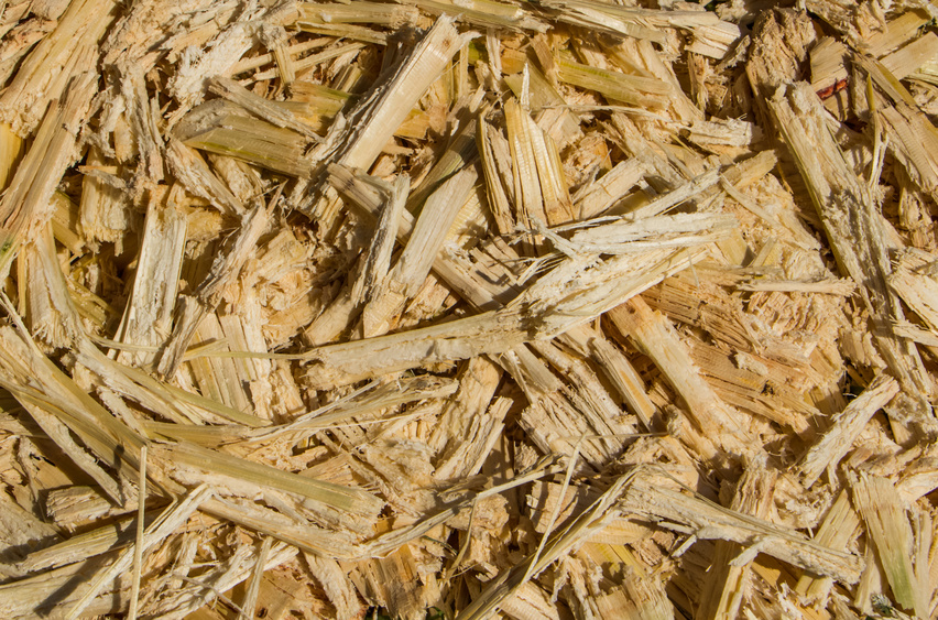 Sugar cane bagasse