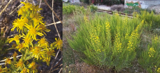 Dittrichia viscosa, une plante répandue dans tout le bassin méditerranéen, source de composés biologiquement actifs aux propriétés multiples : antiinflammatoire, antiseptique, antipyrétique et antioxydante.