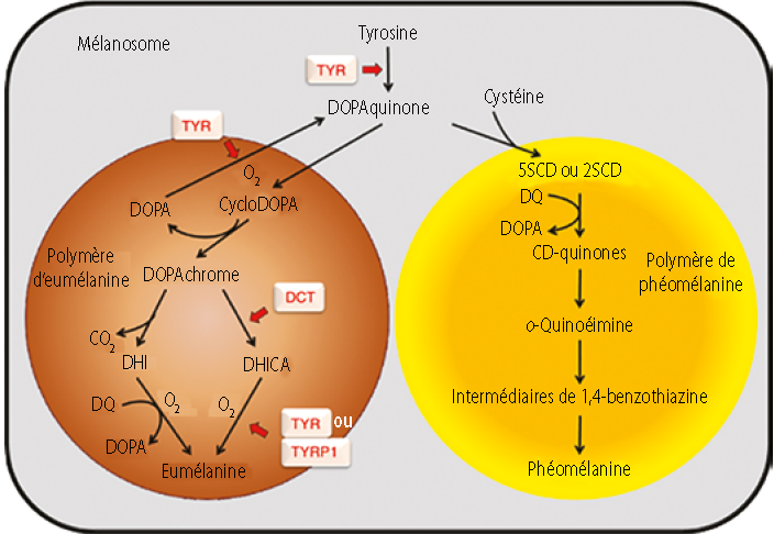 Deux types de mélanine : l’eumélanine (à gauche en marron) photoprotectrice et la phéomélanine (à droite en jaune-orange) phototoxique.