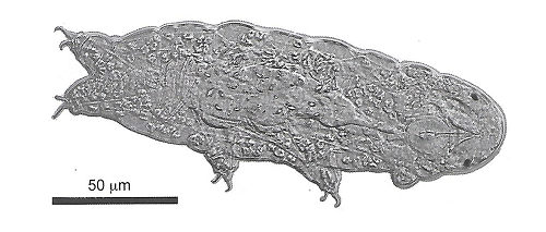 Tardigrade en microscopie Nomarski