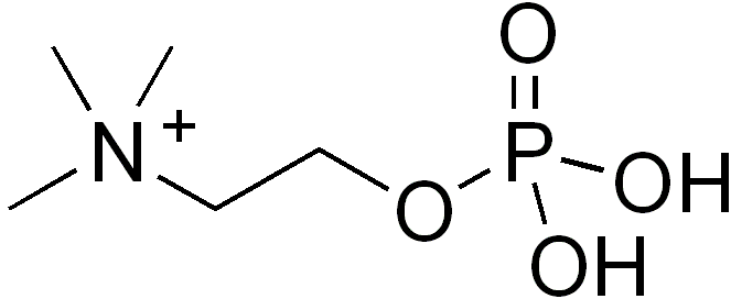 phosphocholine