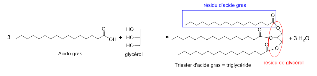 écriture de la réaction de synthèse d’un triglycéride
