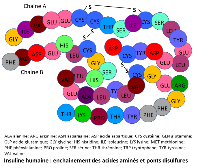 Insuline humaine : enchainement des acides aminés et ponts disulfures. Image réalisée par Lydie Amann